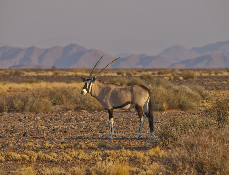 Oryx, Sossusvlei